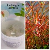 Ludwigia arcuata (Людвигия аркуата) – купить по низкой цене