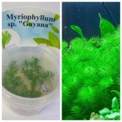 Myriophyllum sp. «Guyana» (Перистолистник «Гайана») – купить по низкой цене