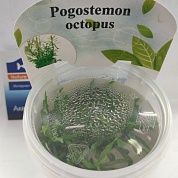 Pogostemon octopus (Погостемон октопус) – купить по низкой цене