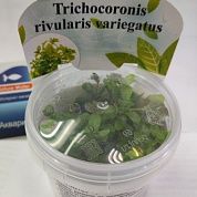 Trichocoronis rivularis "Variegata" (Дубок мексиканский мраморный) – купить по низкой цене