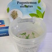 Pogostemon stellatus (Погостемон стеллатус) мер – купить по низкой цене